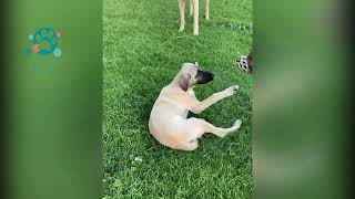 Kangal Puppy and Basenji