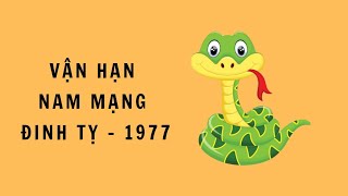 NAM ĐINH TỴ 1977 - TỬ VI & VẬN HẠN 6 THÁNG ĐẦU NĂM NHÂM DẦN 2022