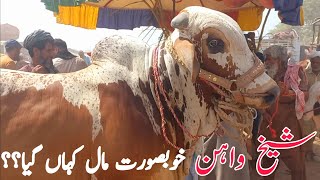 Sheikhwan Cow Mandi Khobsurat Maal Kahan Gya؟؟