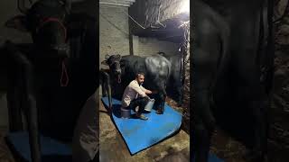 Live milking || 70577 ਬਾਈ ਸੀਰੇ ਦੇ ਫਾਰਮ ਚ ਮੱਝ ਦੀ ਚੁਆਈਂ