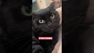 Funny Animals Videos 🤣 | Ep. 584 #shorts #viral #funny