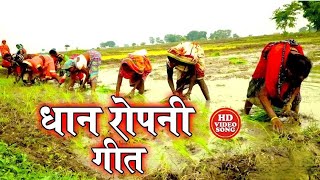 #Video गीत || धान रोपनी गीत || Kavita Yadav,Khushabu Raj, Sumit Y Lala,#Dhobi Geet Ropani Geet 2024