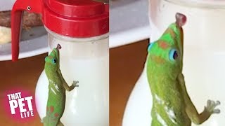 This Will Make You Love Lizards | Funny Animal Videos