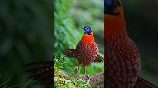 Temminck’s tragopan from Sichuan China #pheasant #birds #wildlife #naturephotography #birdslover