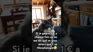 vous me trouvez gros ? #funny #animals #cat #chat #ytbshorts #pacha