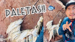 PESCA DE PALETAS Y CURVINAS