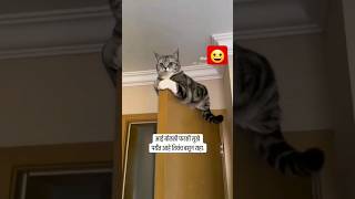 #short#viral#cat#comedy video#funny#try not to laugh