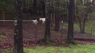 Rainy day sounds on the Wilson Farm