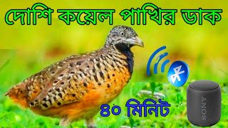 মাঠের দেশি কয়েল পাখির ডাক / barred button quail call/Jungli quiel bird call /Quiel sound