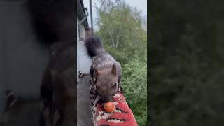 #белочки #белка #squirrel