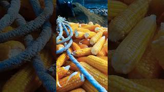 Corn#shorts#az vlogs