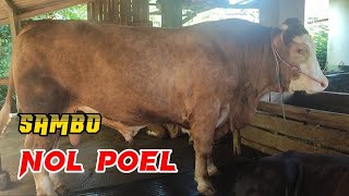 sapi jumbo nol poel‼️ada yang mirip penton siap ni keluar kandang