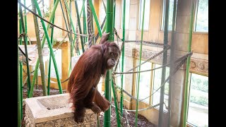 Ken Cooke and Jerry Borin Orangutan Indoor Habitat