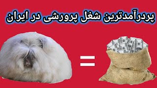 پرورش پر سود خرگوش آنگورا , خرگوش آنقوره , سود پرورش خرگوش , خرگوش پشمی , پرورش خرگوش گوشتی در ایران