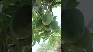 Dhile ba mojar #nirahua #mango #viral #ytshorts #trending #bhojpuri #shorts #short