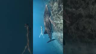 Diving with a massive whale shark