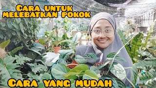 cara melebatkan pokok