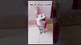 new funny meme  #cat #cutememes #catlover #turkishangora #funny #summerofshorts #petrabbit #cute