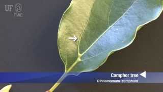 How to identify Camphor tree Cinnamomum Camphora