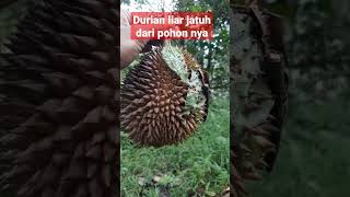 Durian liar #durian #shorts