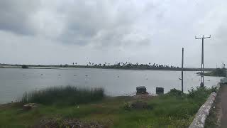 Migrant bird view at #jaffna #pointpedro #madeinsrilanka #madebysrilankan