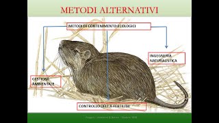 Anima Selvaggia - puntata 41 - Nutrie e gestione faunistica (presenta dott. Samuele Venturini)