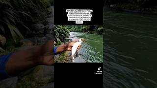 ESTE SEÑUELO ES EL MEJOR PARA PESCAR EN RÍOS DE AGUA DULCE #pesca #fishingtour #fishing #viralvideo