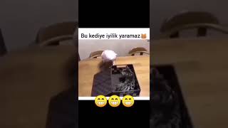 Bu kediye iyilik yaramaz😂