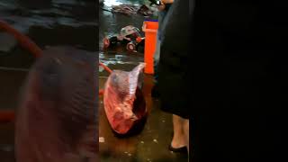 408kg Super Giant Bluefin Tuna Perfectly Cut with Unmatched Cutting Skill in Under 1 Minutes