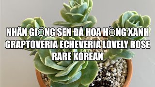 #12 Cách nhân giống sen đá hoa hồng xanh - How to Propagate Graptoveria Echeveria Lovely Rose Korean