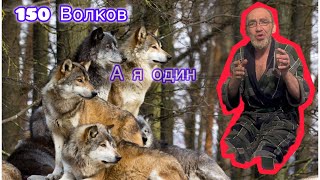 Как я встретился в лесу с волками!🐺