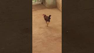 கோழி🐤குஞ்சை 🐱பூனை புடிச்சிருச்சு | Medicine | #tamil #shorts #chicks #medicine #firstaid #viral #hen