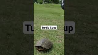 Golf teebox slow & steady 🐢  rolling ball down the fairway. #Golf #Turtle #WildLife #Animals #Comedy