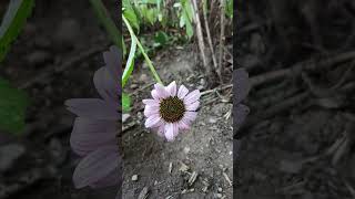 Cone Flower Echinacea