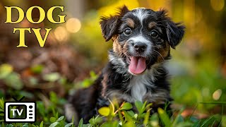 Dog TV 🐶 24 Hours Virtual Dog Walk on the Beach 🐕 Nature Sounds & Relaxing Music #1