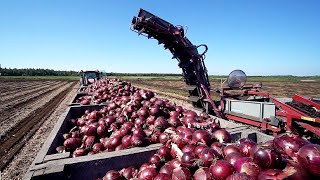 प्याज , गाजर, गोभी और सभी सब्जियों को काटने की आधुनिक मशीन | World Modern Agriculture Technology