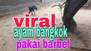 viral ayam bangkok kakinya pakai barbel