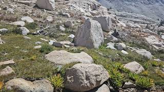 marmot near Timberline Lake