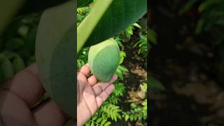 ছোট্ট এই গাছটিতে কি বিশাল বড় বড় আম ঝুলছে😍🥭 #mango #fruit #gardening #rooftopgarden #hobbies