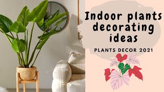 Indoor plants decorating ideas 2021 / Decorating plants 🌿