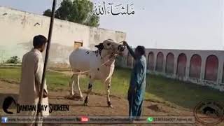 Mashallah 2k18 bull Islamabad