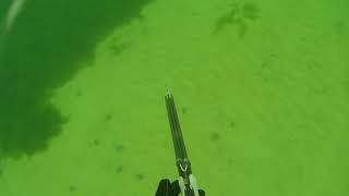 Spearfishing a flounder in UK