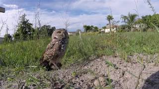 Cape Coral Owlet Returned to Burrow after Rehab