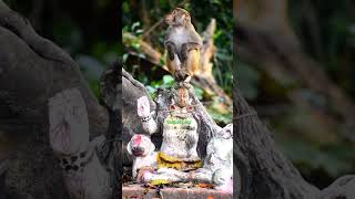 Jai Hanuman Gyan goon Sagar #song #music #hanuman #hanumanji #wildpredator #hanumanstatus #wildlife