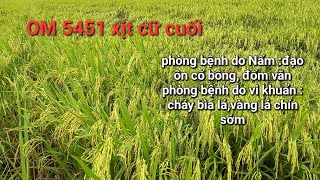 Lúa 85 ngày phun xịt cữ cuối,phòng bệnh do nấm và vi khuẩn