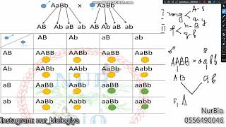 Dihibrid və Polihibrid çarpazlaşma - NurBio