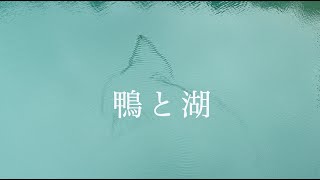 鴨と湖. 繊細な漣. Placid Mountain Lake & Ducks. Relaxing Video. Healing Sound.