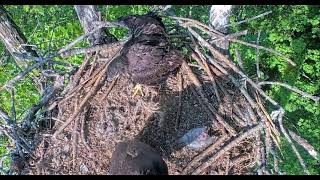 04 20 23 Both Dale Hollow Eaglets entangled in fishing line