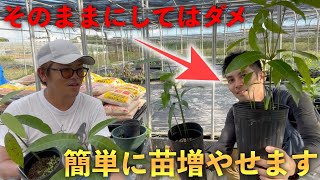 一つの苗から複数の芽が出た場合はどうしたら良いのか？