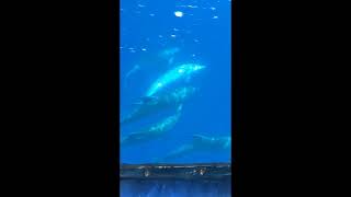 Dolphins and Pilot Whales La Palma march 2017, underwater view